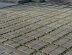 Газонная плитка тротуарная ВАН 8 см